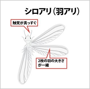 シロアリ(羽アリ)