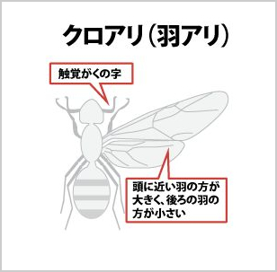クロアリ(羽アリ)