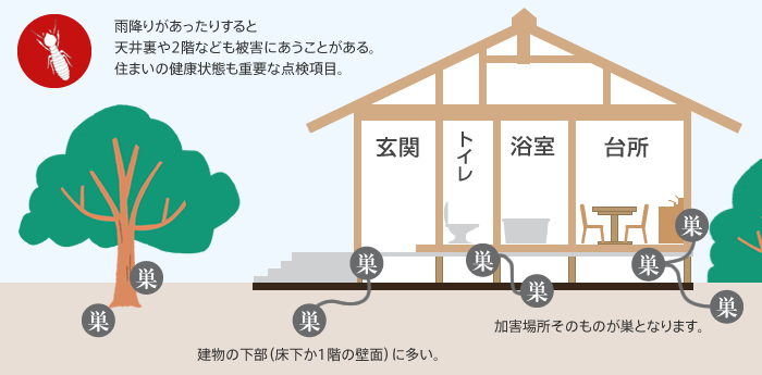 ヤマトシロアリ被害