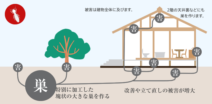 イエシロアリの生息場所